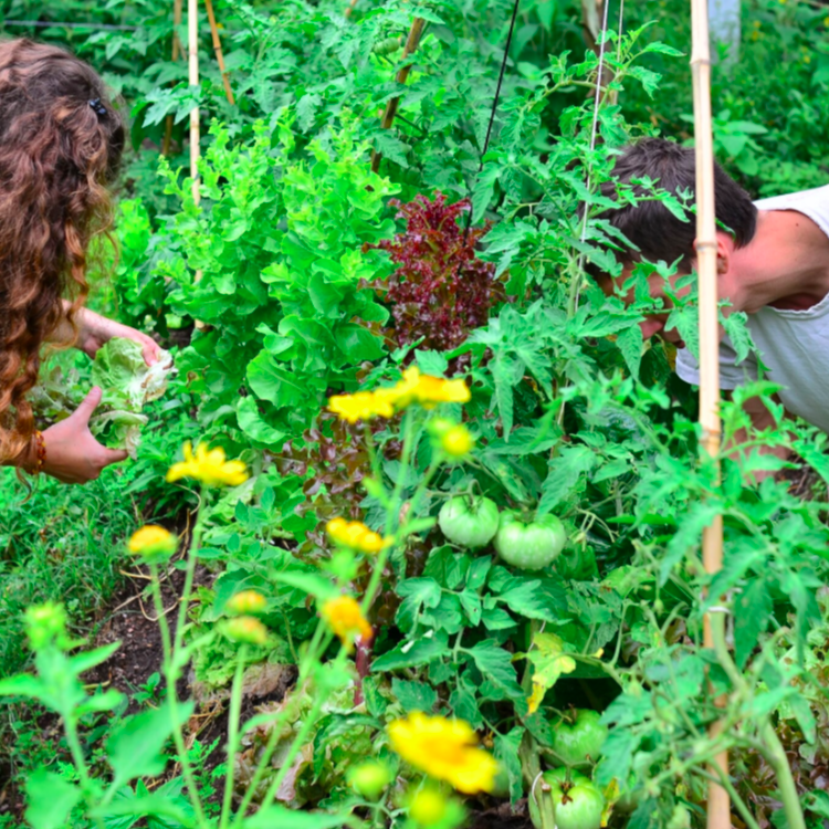 Permaculture-au-jardin-©Tournesol