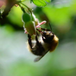 botanique-insectes-©Tournesol