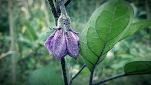 Initiation jardinage bio
