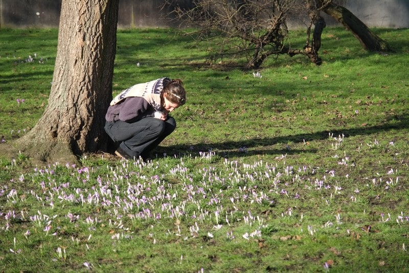 personne dans un parc qui regarde les crocus
