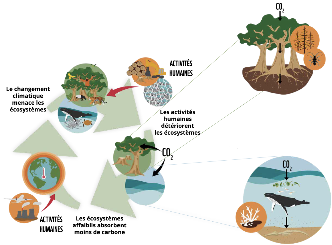 Climat et biodiversité WWF