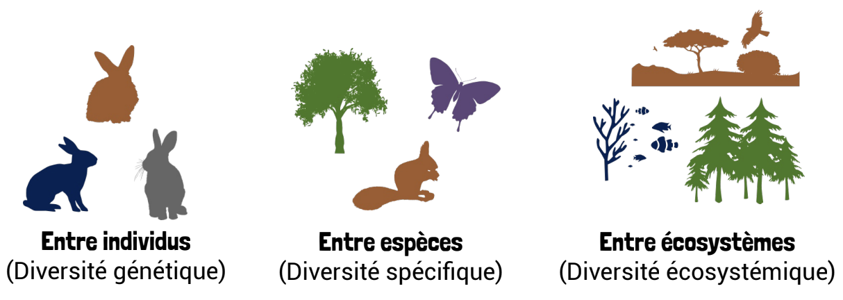 Le concept de la biodiversité fait référence à l’ensemble des composantes et des variations du monde vivant
