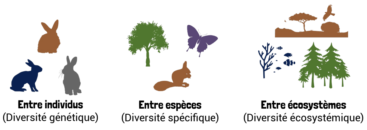 Définition biodiversité 3 Citoyens pour le climat