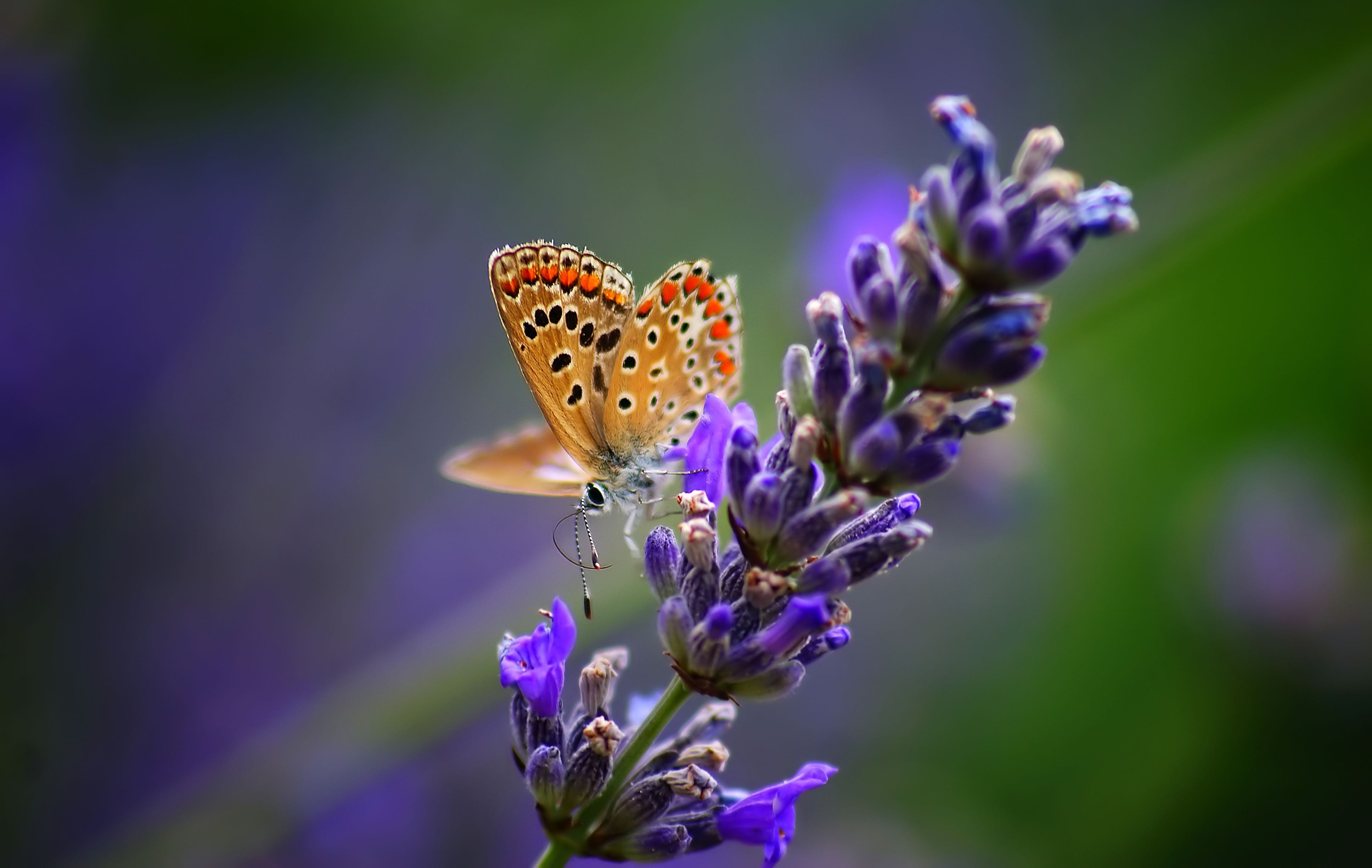 Papillon sur une fleur illustrant la diversité biologique