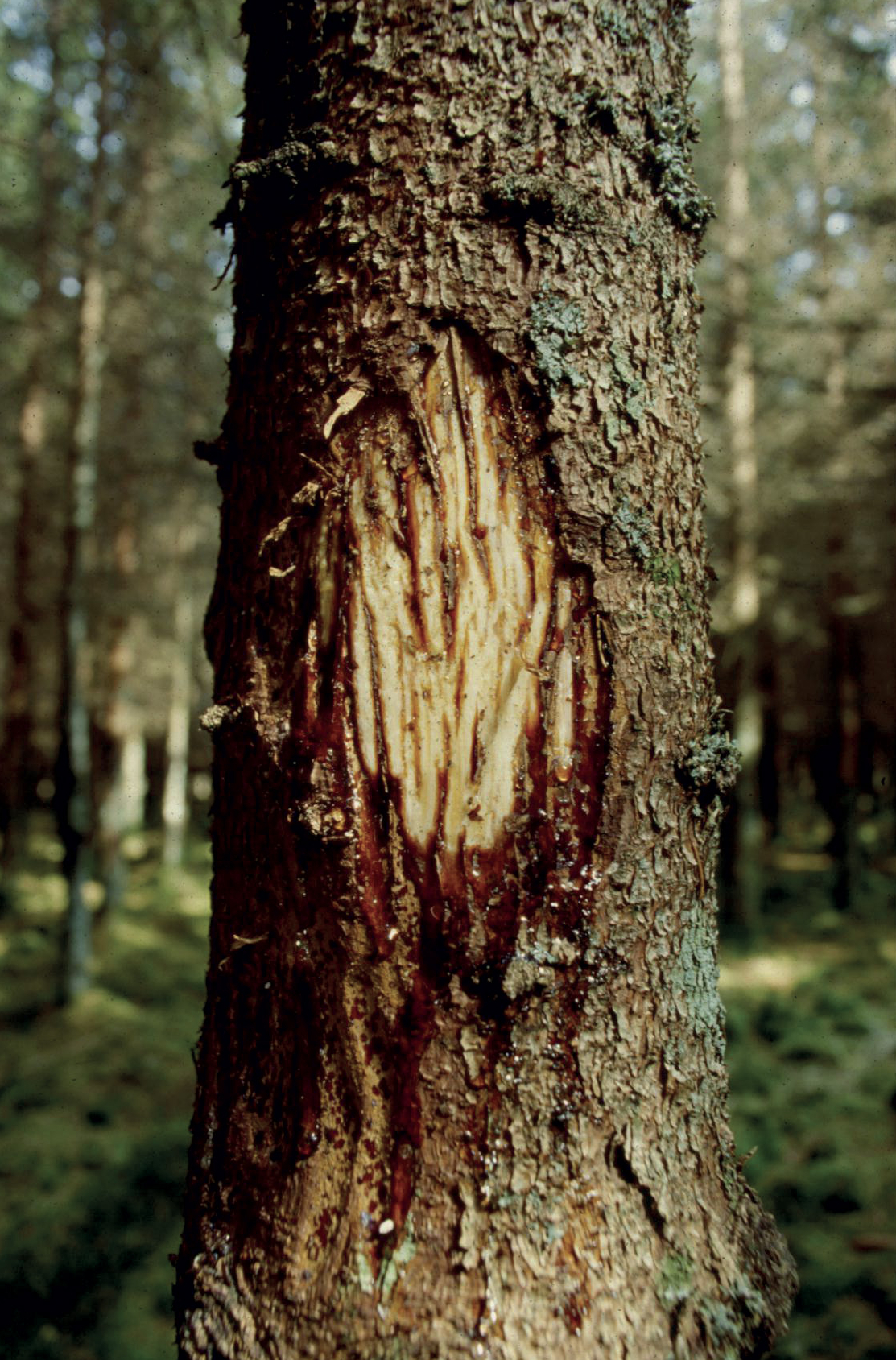 Photo : ©Forest is Life