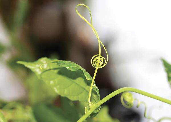 Symbioses 136 Apprendre dehors