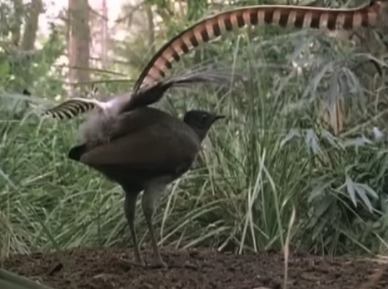 L'oiseau-lyre