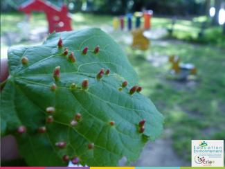 Coulisses de la nature