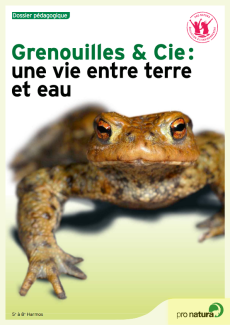 Grenouilles et Cie