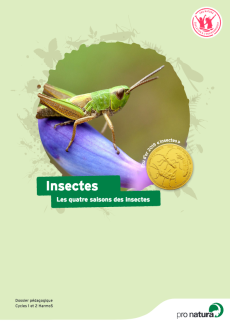 Insectes