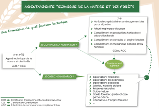 Agent·e technique de la nature et des forêts