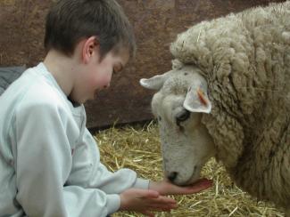 enfant avec mouton
