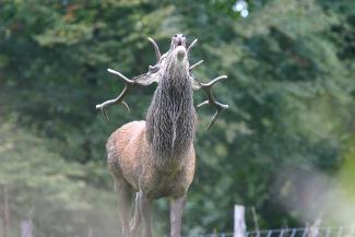 A l'écoute du brame du cerf