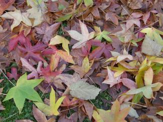 Feuilles d'automne