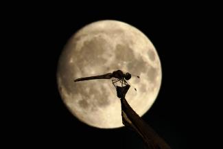 Une libellule sur un fond représentant la pleine lune.