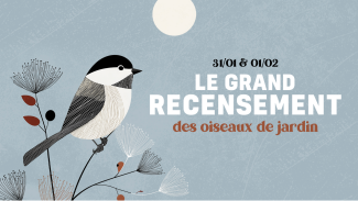 recensement-oiseaux-2026