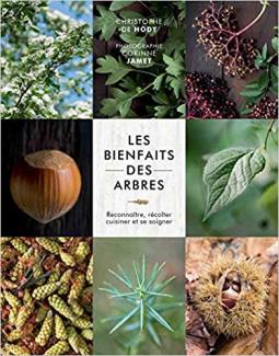 Les bienfaits des arbres